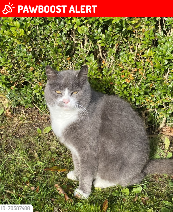 Lost Female Cat last seen Lurgan road Silverbridge Newry Crossmaglen, Silverbridge, Northern Ireland BT35