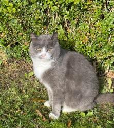 Lost Female Cat last seen Lurgan road Silverbridge Newry Crossmaglen, Silverbridge, Northern Ireland BT35