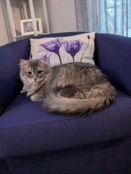 Lost Female Cat last seen Springwater Ct and Ridgefield Dr in Spring Ridge , Frederick, MD 21701