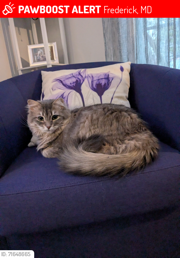 Lost Female Cat last seen Springwater Ct and Ridgefield Dr in Spring Ridge , Frederick, MD 21701