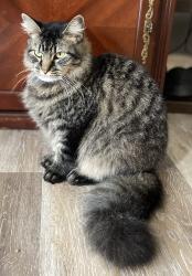 Lost Male Cat last seen E elm st, Scranton, PA 18505