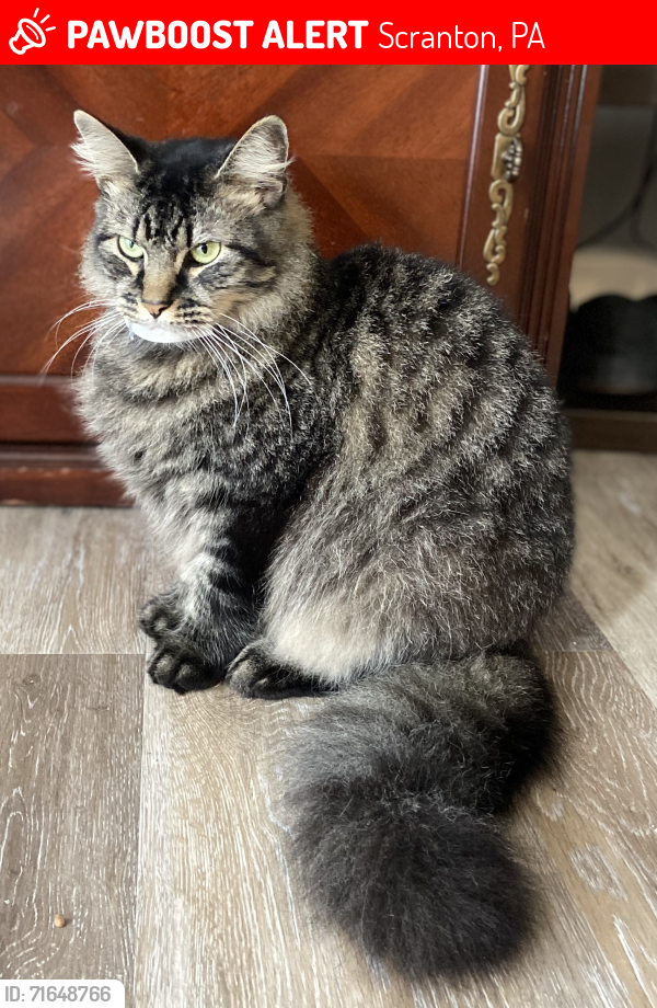 Lost Male Cat last seen E elm st, Scranton, PA 18505