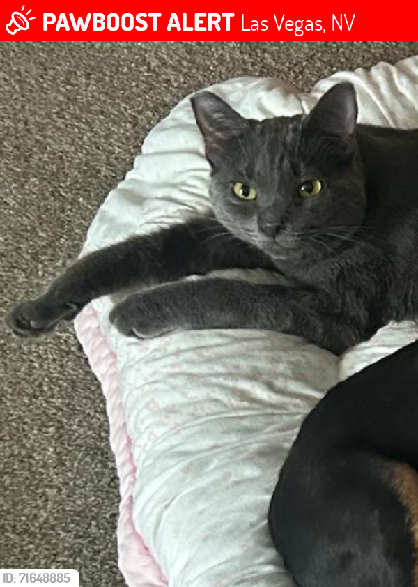 Lost Female Cat last seen Sahara/Eastern (St Louis/Atlantic), Las Vegas, NV 89104