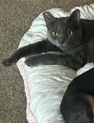 Lost Female Cat last seen Sahara/Eastern (St Louis/Atlantic), Las Vegas, NV 89104