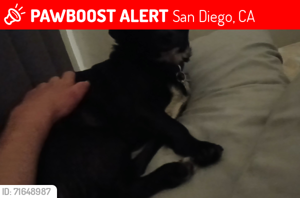 Lost Male Dog last seen Near van dyke ave , San Diego, CA 92105