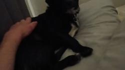 Lost Male Dog last seen Near van dyke ave , San Diego, CA 92105