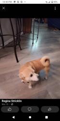 Lost Female Dog last seen Asbury Nampa midway rd Nampa and moss lane, Nampa, ID 83651