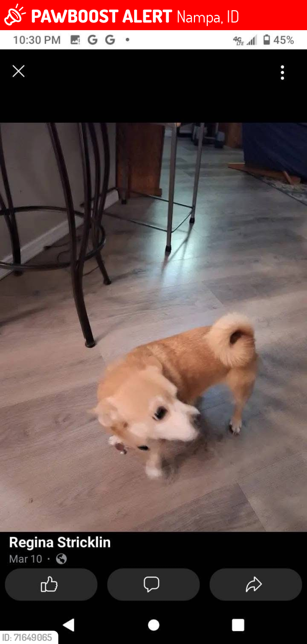 Lost Female Dog last seen Asbury Nampa midway rd Nampa and moss lane, Nampa, ID 83651