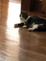 Lost Female Cat last seen Dover Lane, Madison, MS 39110