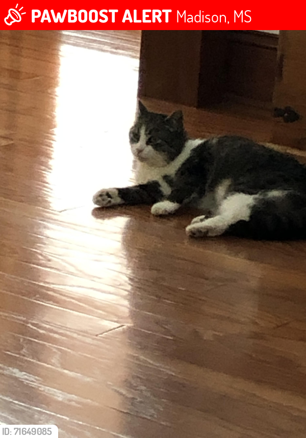 Lost Female Cat last seen Dover Lane, Madison, MS 39110