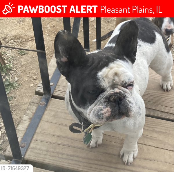 Lost Female Dog last seen Rysher Farms Boarding Kennel, Pleasant Plains, IL 62677