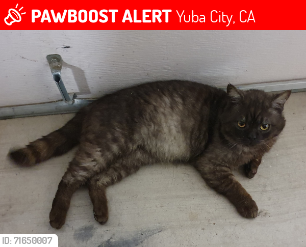 Lost Male Cat last seen George Washington Blvd and Franklin Rd, Yuba City, CA 95993