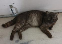 Lost Male Cat last seen George Washington Blvd and Franklin Rd, Yuba City, CA 95993