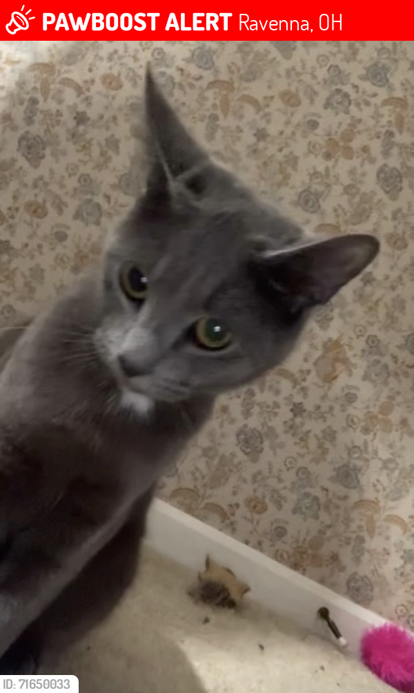Lost Female Cat last seen W. Riddle Ave Ravenna, OH, Ravenna, OH 44266