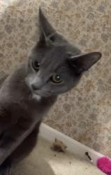 Lost Female Cat last seen W. Riddle Ave Ravenna, OH, Ravenna, OH 44266