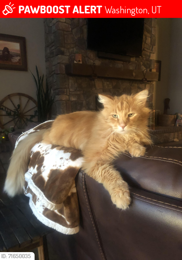 Lost Male Cat last seen Washington Dam Road, Washington, UT 84780