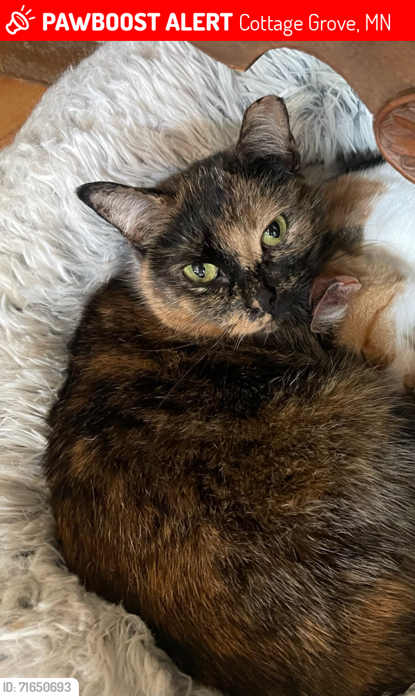 Lost Female Cat last seen Ivywood Ave S and Isle, Cottage Grove, MN 55016