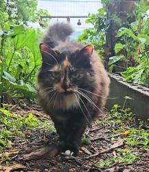 Lost Female Cat last seen Cedar Creek Rd. & Carnes Rd. in Townsend, TN, Townsend, TN 37882