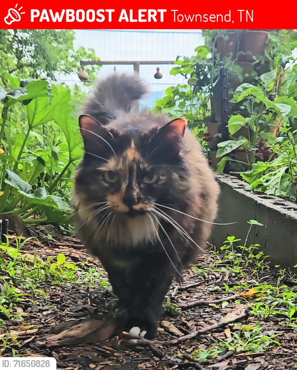 Lost Female Cat last seen Cedar Creek Rd. & Carnes Rd. in Townsend, TN, Townsend, TN 37882