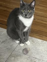 Lost Female Cat last seen Burch ave and Maplewood ave, Durham, NC 27701