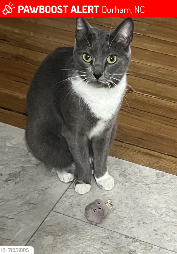 Lost Female Cat last seen Burch ave and Maplewood ave, Durham, NC 27701