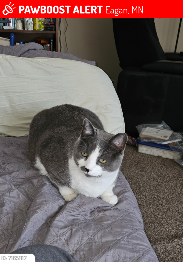 Lost Male Cat last seen Clover and Walnut ln by the three pine trees, Eagan, MN 55122
