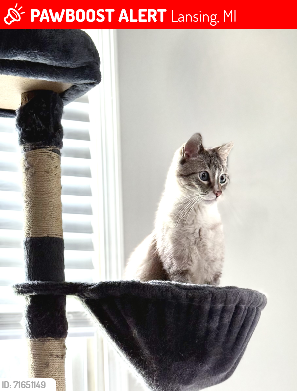 Lost Male Cat last seen Pleasant grove rd, Lansing, MI 48911
