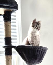 Lost Male Cat last seen Pleasant grove rd, Lansing, MI 48911