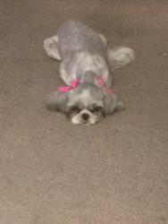 Lost Female Dog last seen Cheyenne/ civic center, North Las Vegas, NV 89030