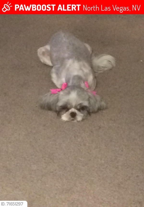 Lost Female Dog last seen Cheyenne/ civic center, North Las Vegas, NV 89030