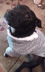 Lost Male Dog last seen Highway 107, Tuckasegee NC, Jackson County, NC 28783