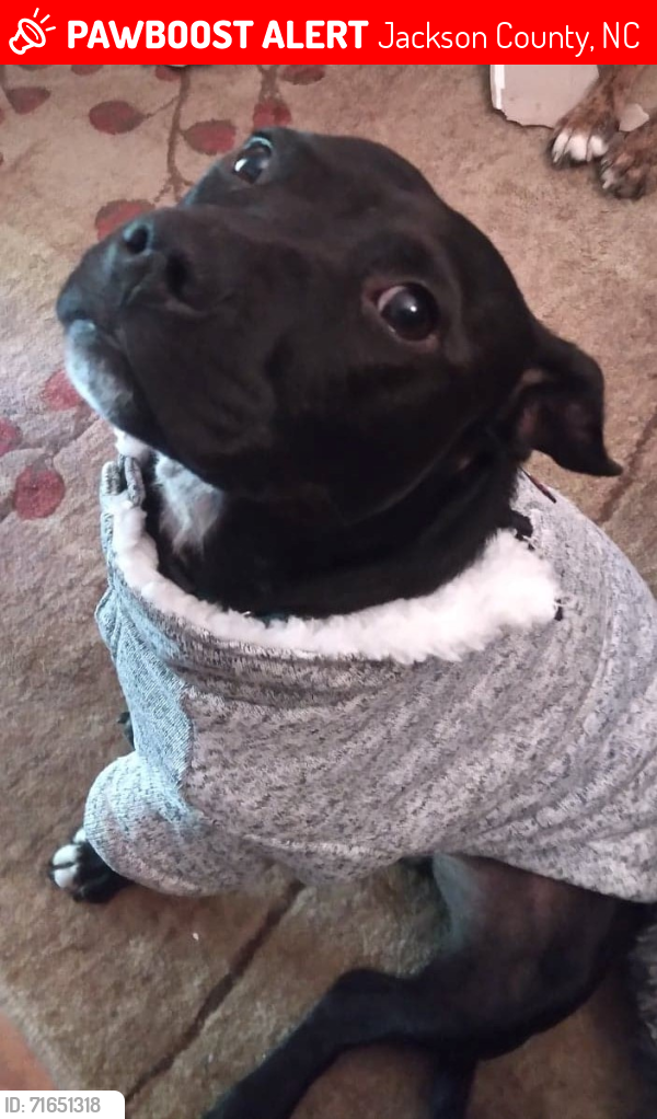 Lost Male Dog last seen Highway 107, Tuckasegee NC, Jackson County, NC 28783