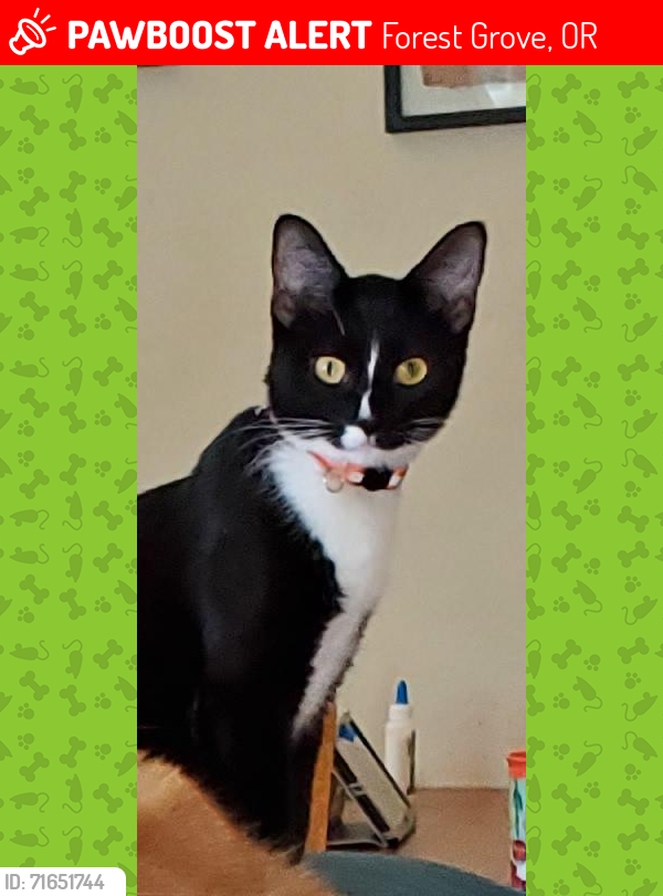 Lost Female Cat last seen 18th &  Filbert Forest Grove, Forest Grove, OR 97116