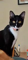 Lost Female Cat last seen 18th &  Filbert Forest Grove, Forest Grove, OR 97116