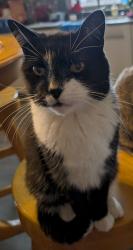 Lost Male Cat last seen Twin Grove Road and County Road K, Juda, WI 53550