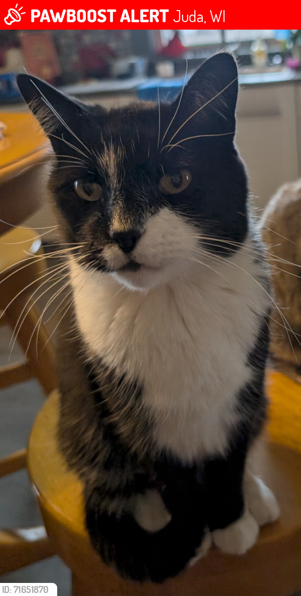 Lost Male Cat last seen Twin Grove Road and County Road K, Juda, WI 53550