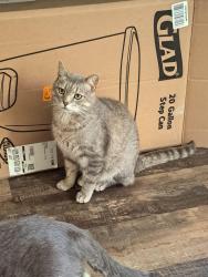 Lost Male Cat last seen Elkins Road at the end of Dix Creek #2, Buncombe County, NC 28748