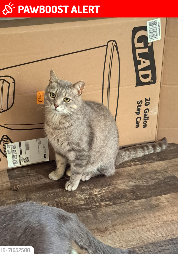 Lost Male Cat last seen Elkins Road at the end of Dix Creek #2, Buncombe County, NC 28748