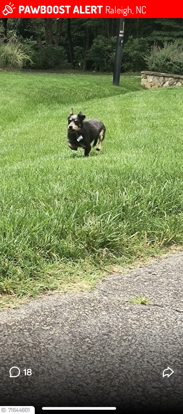 Lost Male Dog last seen Leesville Rd and 540, Raleigh, NC 27601