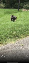 Lost Male Dog last seen Leesville Rd and 540, Raleigh, NC 27601