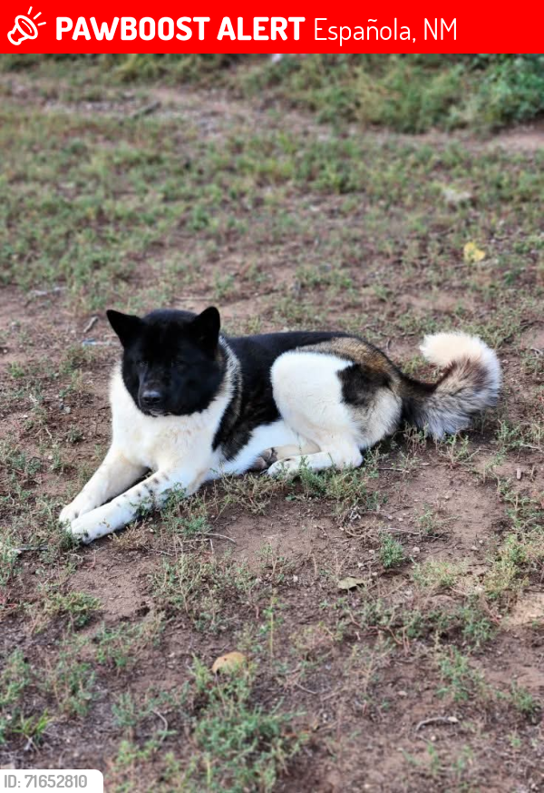 Lost Female Dog last seen N Prince Drive, Española, NM, Española, NM 87532