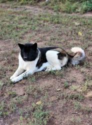 Lost Female Dog last seen N Prince Drive, Española, NM, Española, NM 87532