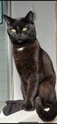 Lost Female Cat last seen Mayfields Redditch B987ED, Worcestershire, England B98 7ED