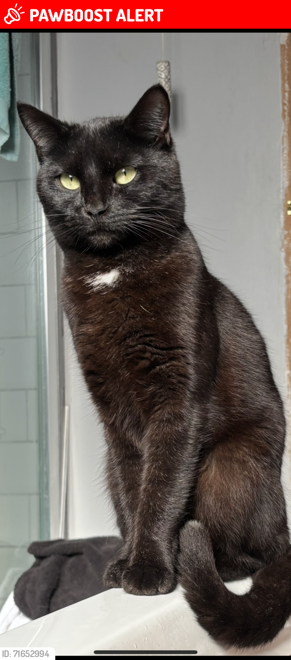 Lost Female Cat last seen Mayfields Redditch B987ED, Worcestershire, England B98 7ED