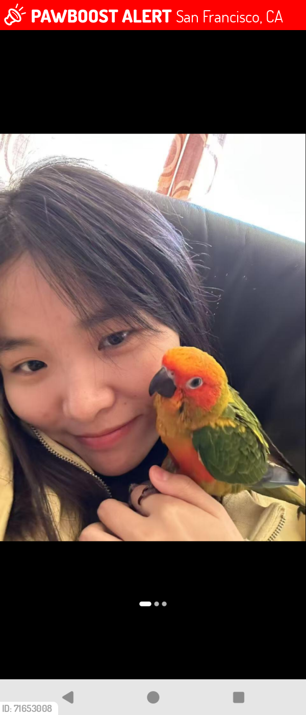 Lost Male Bird last seen Santiago and 40th avenue, San Francisco, CA 94116