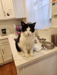 Lost Female Cat last seen Ave W & 86th st, Brooklyn, NY 11223