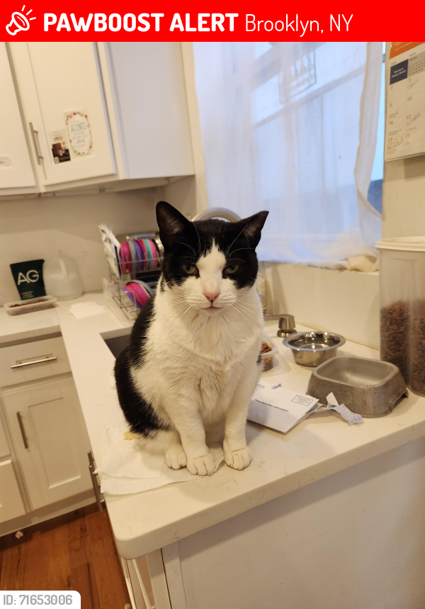 Lost Female Cat last seen Ave W & 86th st, Brooklyn, NY 11223