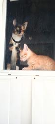 Lost Female Cat last seen Los flores drive, San Marcos, CA 92069
