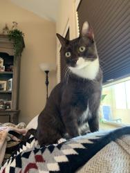 Lost Female Cat last seen Tomahawk Rd, Old West Hwy 60, Broadway Ave, Apache Junction, AZ 85119