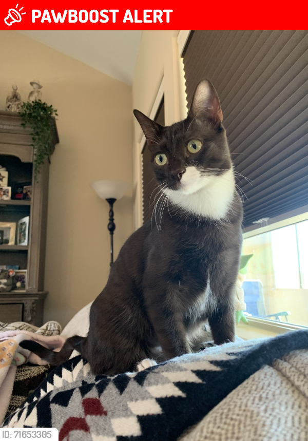 Lost Female Cat last seen Tomahawk Rd, Old West Hwy 60, Broadway Ave, Apache Junction, AZ 85119
